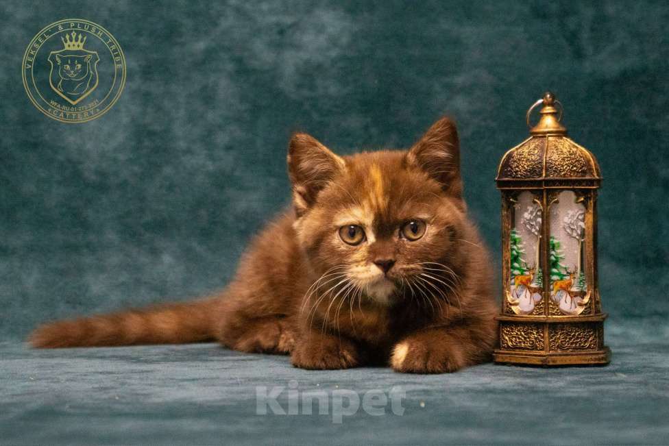 Кошки в Люберцах: Британский котенок Девочка, 50 000 руб. - фото 5