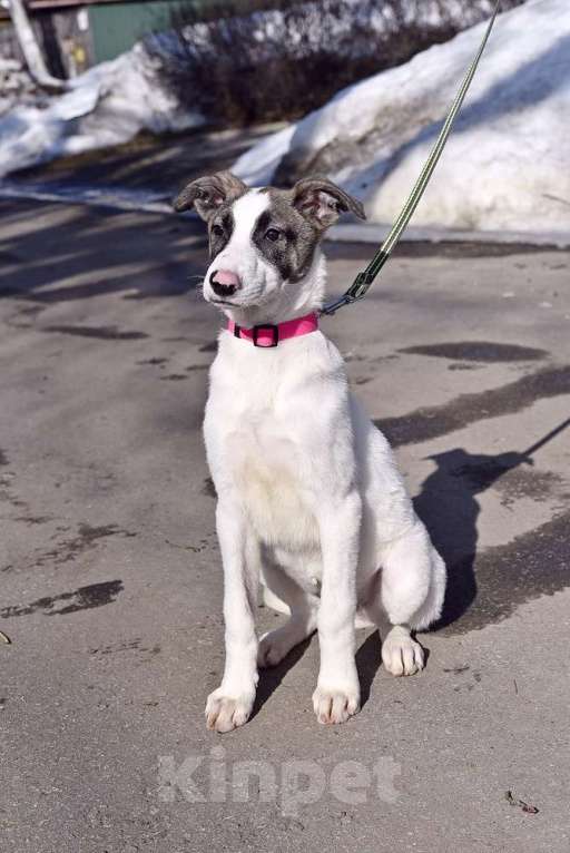 Собаки в Москве: Белый щенок с розовым носиком Девочка, Бесплатно - фото 5