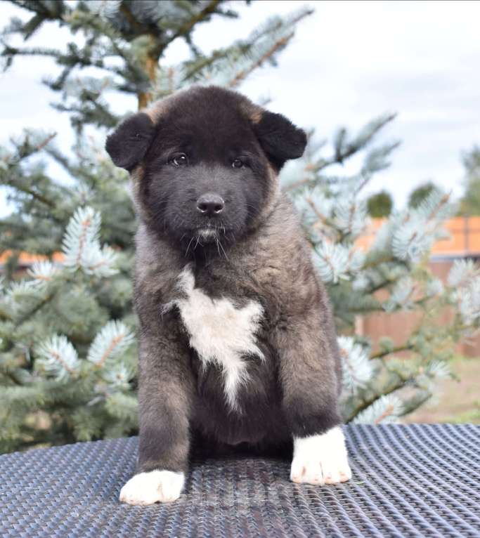 Собаки в Серпухове: Американская акита щенок  Девочка, 100 000 руб. - фото 2