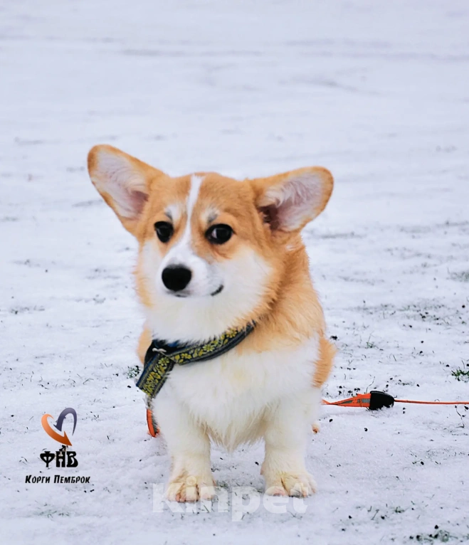 Собаки в Москве: Лисичка вельш-корги-пемброк  Девочка, 45 000 руб. - фото 4