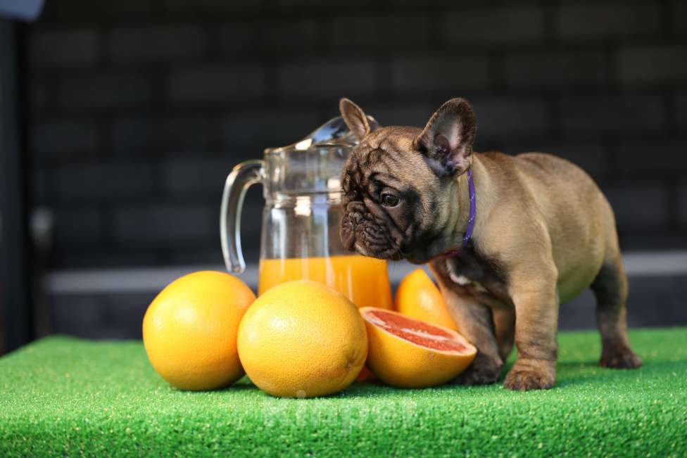 Собаки в Москве: Щенок французского бульдога Мальчик, 50 000 руб. - фото 7