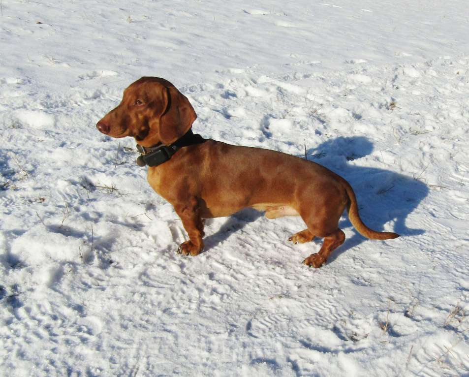 Собаки в Подольске: Предлагаю для вязки кобеля таксы стандартеой гладкошерстнойй Мальчик, 8 000 руб. - фото 9