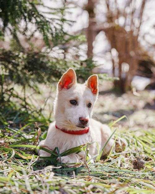Собаки в Москве: Бесподобный домашний щенок Пилот ищет дом Мальчик, Бесплатно - фото 10