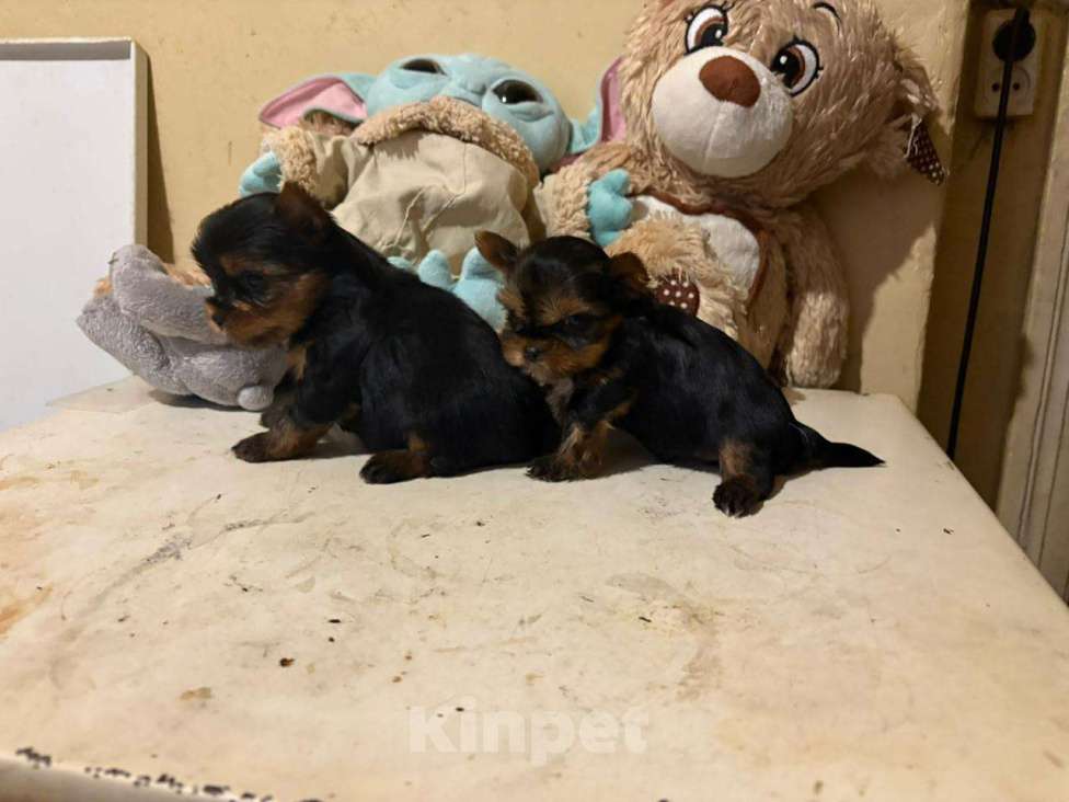 Собаки в Челябинске: Щенки йоркшеркого терьера Девочка, 25 000 руб. - фото 1