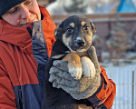 Собаки в Новосибирске: Щенок Стёпа  3 мес. Средний размер. Привит. Паспорт. Мальчик, Бесплатно - фото 2