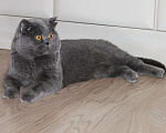 Кошки в Электростали: Вязка с Шотландским прямоухим котом Опытный, 3 000 руб. - фото 1