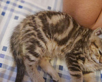 Кошки в Кулебаках: Котик, 6 000 руб. - фото 3