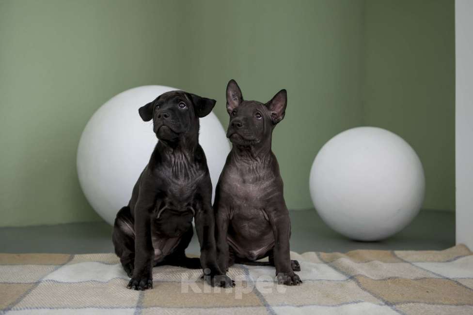 Собаки в Сургуте: Продам щенков Тайского Риджбека Мальчик, Бесплатно - фото 3