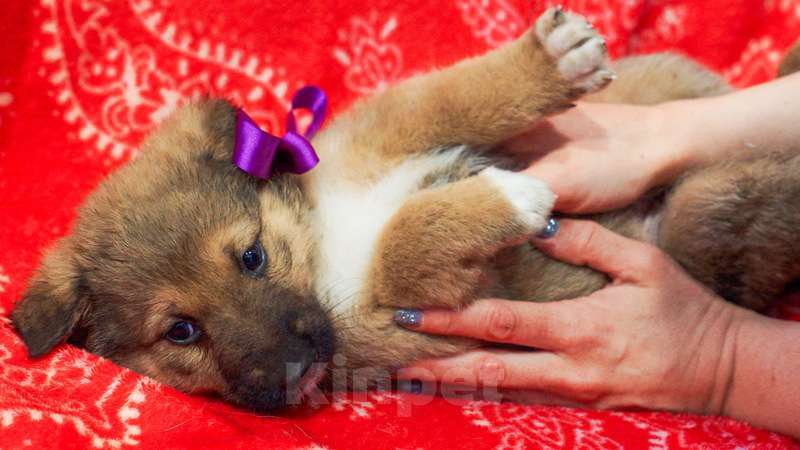 Собаки в Москве: Щенки от мамы бордер-колли в добрые руки Мальчик, 1 руб. - фото 4