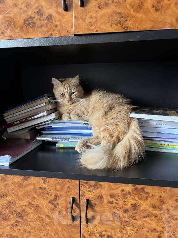 Кошки в Санкт-Петербурге: ищу доброго хозяина доброй кошке Девочка, Бесплатно - фото 7