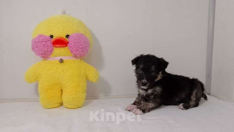 Собаки в Москве: Фукси Девочка, Бесплатно - фото 2