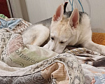 Собаки в Раменском: Вульфи ищет новый дом Мальчик, Бесплатно - фото 4
