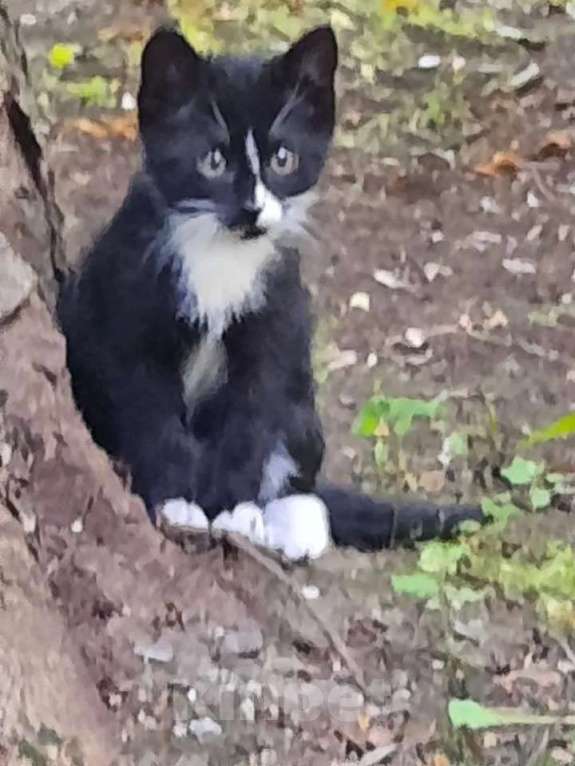 Кошки в Москве: Котята Шурик, Мия и Валентин ищут дом. Мальчик, Бесплатно - фото 5