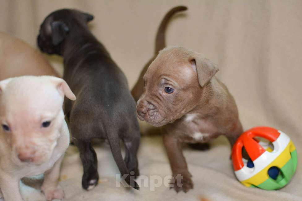 Собаки в Санкт-Петербурге: Продаем Девочка, 29 000 руб. - фото 3