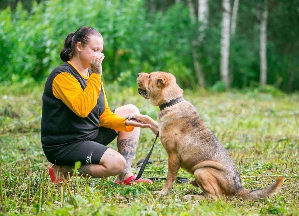 Собаки в Ногинске: Метис шарпея Шарон в поиске дома Мальчик, Бесплатно - фото 8