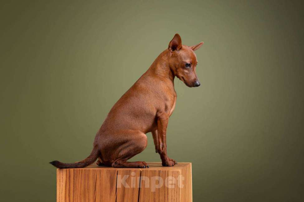 Собаки в Санкт-Петербурге: Щенок цвергпинчера Девочка, 55 000 руб. - фото 2