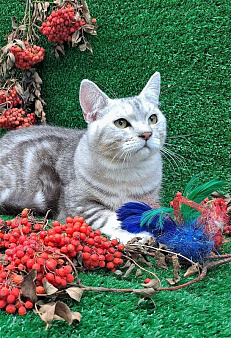 Объявление: котенок  британец , 5 000 руб., Барнаул