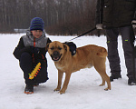 Собаки в Видном: Сникерс, 2 года Мальчик, Бесплатно - фото 4