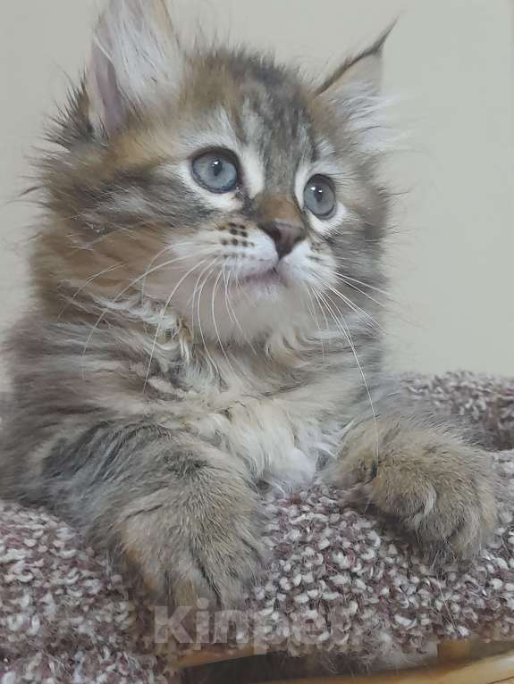 Кошки в Севастополе: Сибирский котенок девочка Девочка, 40 000 руб. - фото 5