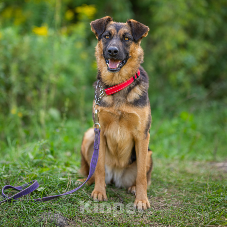 Собаки в Москве: Шоколадка Девочка, Бесплатно - фото 4