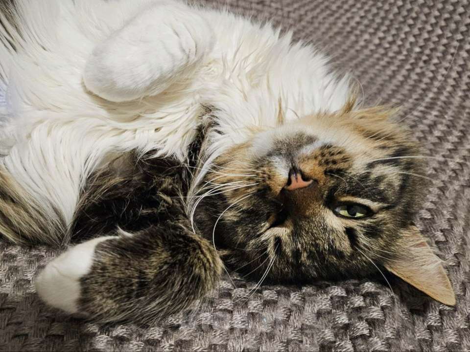 Кошки в Краснознаменске: Домино ищет любящую семью ❤️ Мальчик, 100 руб. - фото 2