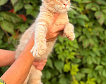 Кошки в Москве: Котята Мейн-кун Мальчик, 35 000 руб. - фото 3