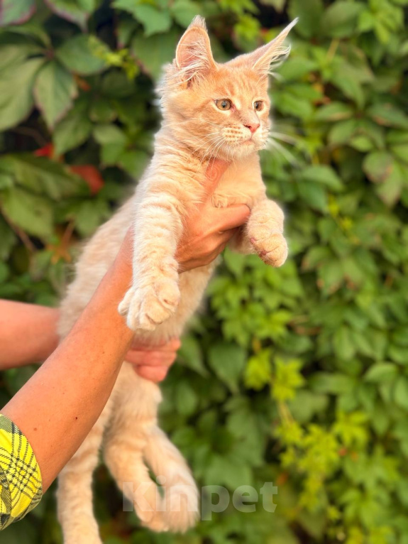 Кошки в Москве: Котята Мейн-кун Мальчик, 35 000 руб. - фото 3