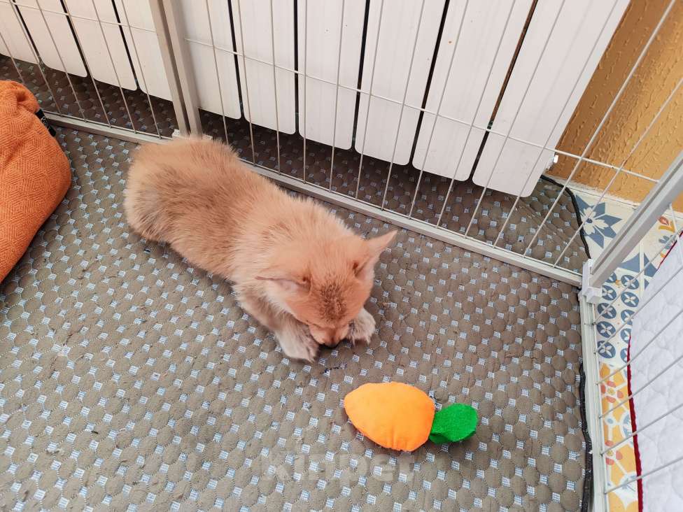 Собаки в Москве: Вельш корги пемброк щенки Девочка, 30 000 руб. - фото 3