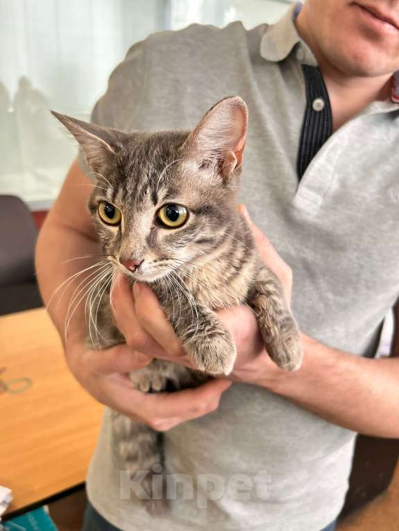 Кошки в Кемерово: Отдам котенка, очень ласкового, серого полосатого Мальчик, Бесплатно - фото 6