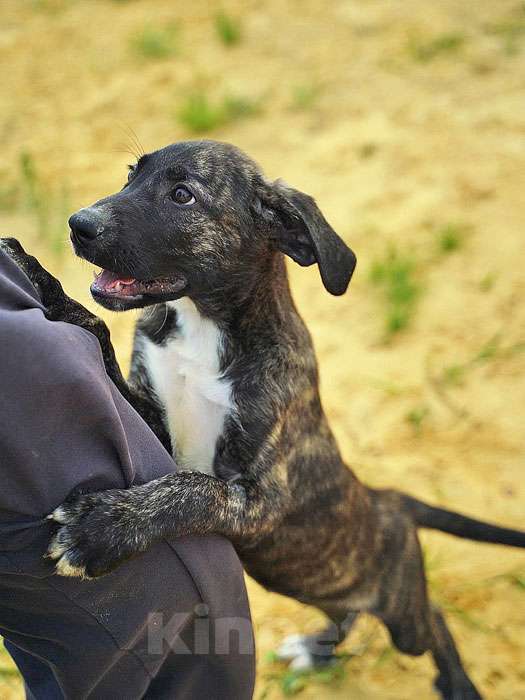 Собаки в Москве: Очаровательные домашние щенки метисы черного терьера ищут дом Мальчик, 10 руб. - фото 3