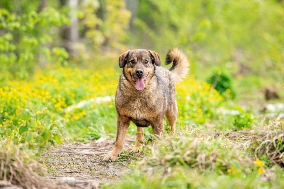 Собаки в других городах Московской области: Василиса Девочка, Бесплатно - фото 2