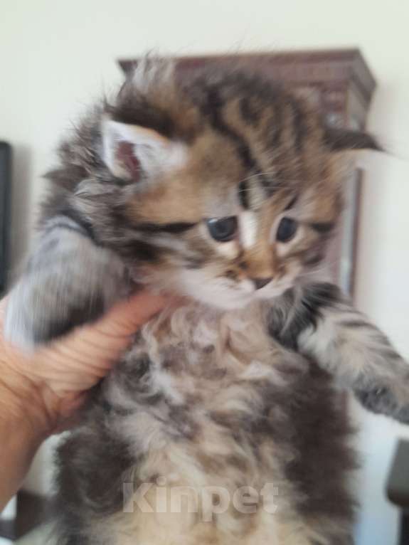 Кошки в Севастополе: Сибирские котята Мальчик, 30 000 руб. - фото 2