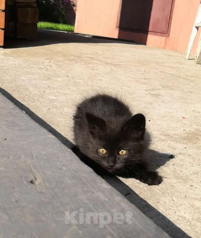 Кошки в Видном: Котёнок - девочка Девочка, 1 руб. - фото 1