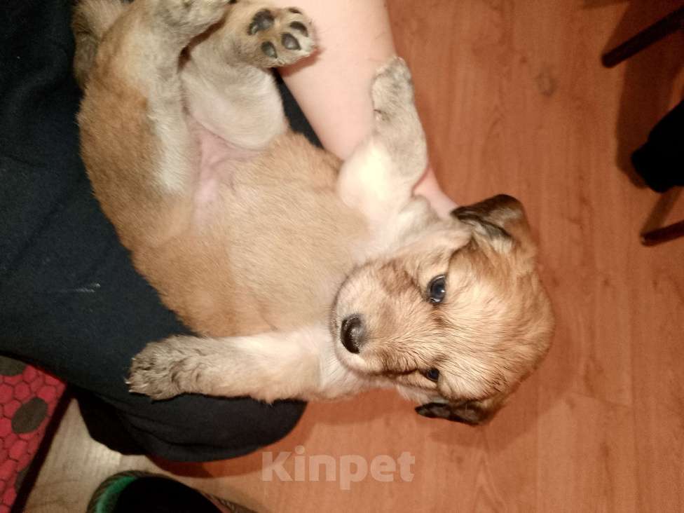 Собаки в Строителе: Малыш Девочка, Бесплатно - фото 3