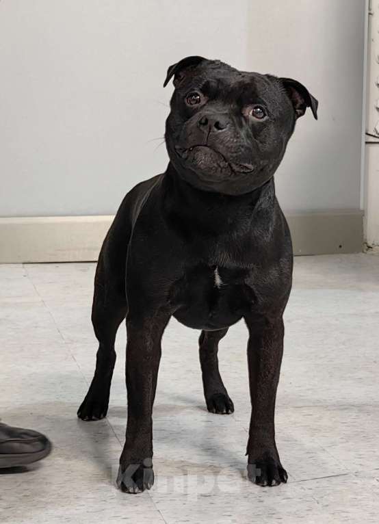 Собаки в Туле: Стаффорлширский бультерьер  Девочка, 60 000 руб. - фото 1