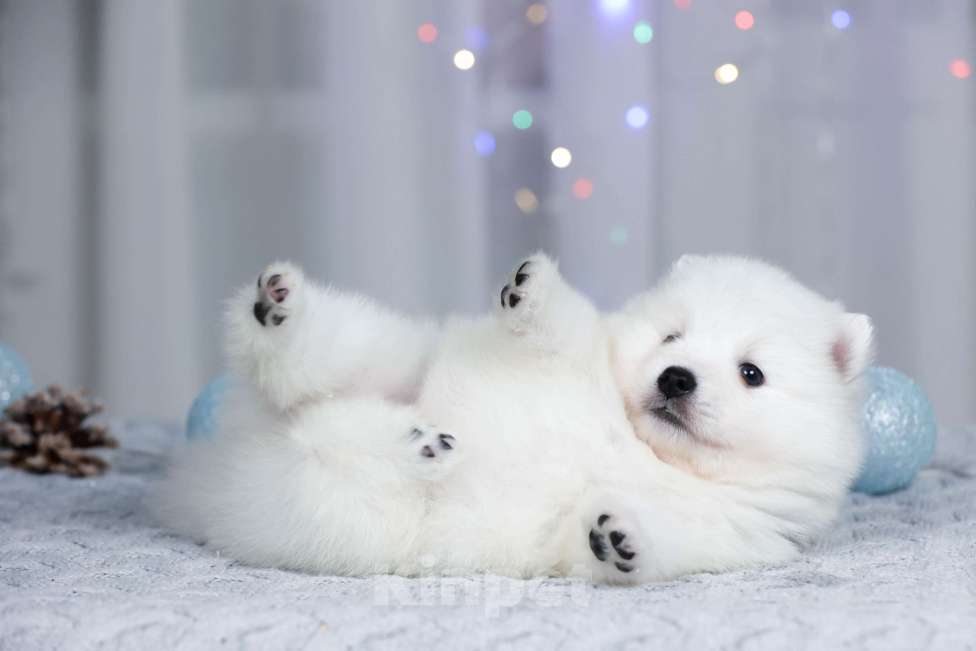 Собаки в Москве: Японский шпиц щенки РКФ  Мальчик, 50 000 руб. - фото 5