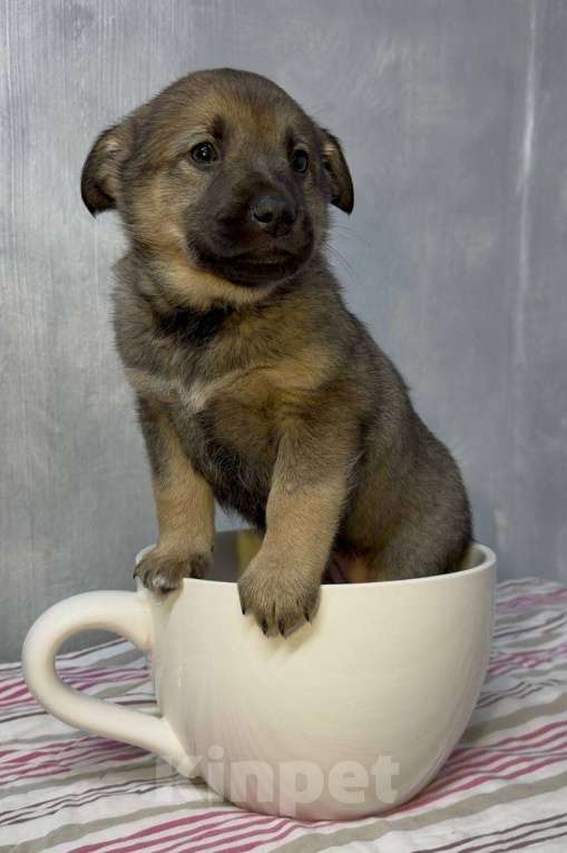 Собаки в Москве: Груша Девочка, Бесплатно - фото 2