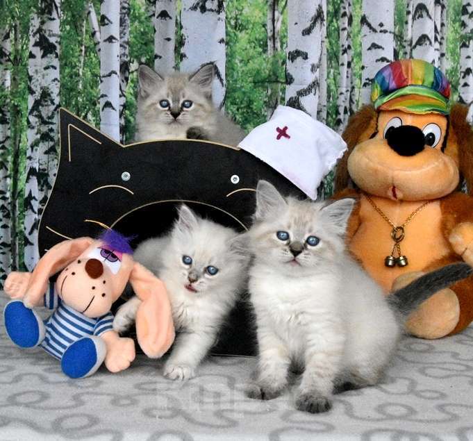 Кошки в Москве: Невские маскарадные котята Мальчик, 45 000 руб. - фото 2