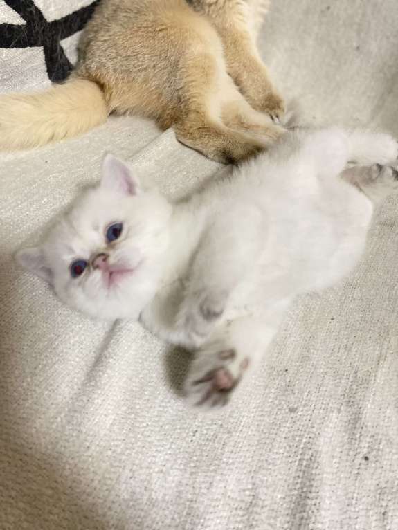 Кошки в Москве: Шотландский котенок Мальчик, 18 000 руб. - фото 2