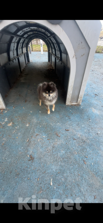 Собаки в Москве: Потерялась собака Шпиц 7 месяцев мальчик Мальчик, 15 000 руб. - фото 3