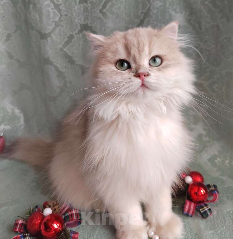 Кошки в Москве: Девочка британка Хеннеси Девочка, 50 000 руб. - фото 2