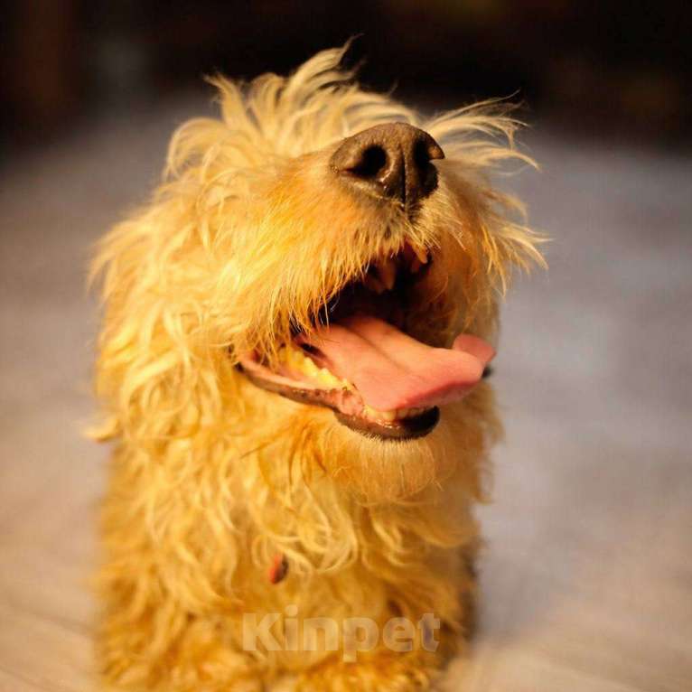 Собаки в Сергиеве Посаде: Нежный Кексик Мальчик, Бесплатно - фото 3