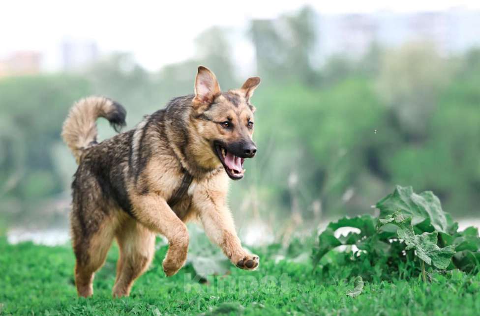 Собаки в Москве: Куки осталась одна из щенков, кого не забрали из приюта Девочка, Бесплатно - фото 6