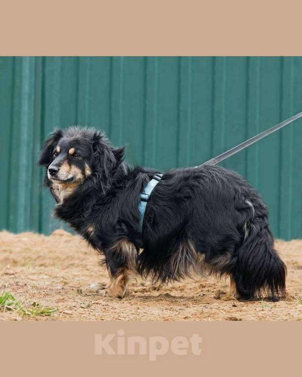Собаки в других городах Московской области: Добрейший маленький Харви ищет дом Мальчик, Бесплатно - фото 4