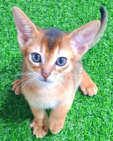 Кошки в Краснодаре: Абиссинские котята с документами Мальчик, 35 000 руб. - фото 2