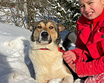 Собаки в Москве: Эрни 1,5 года  Метис лайки Мальчик, 1 руб. - фото 3