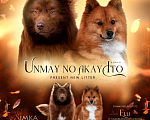 Собаки в Москве: Ненецкая оленегонная лайка, сука Ежевичка. Девочка, 80 000 руб. - фото 2