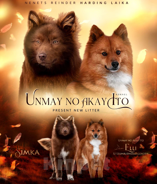 Собаки в Москве: Ненецкая оленегонная лайка, сука Ежевичка. Девочка, 80 000 руб. - фото 2