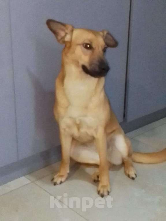 Собаки в Москве: Очень классная небольшая собачка Девочка, Бесплатно - фото 3