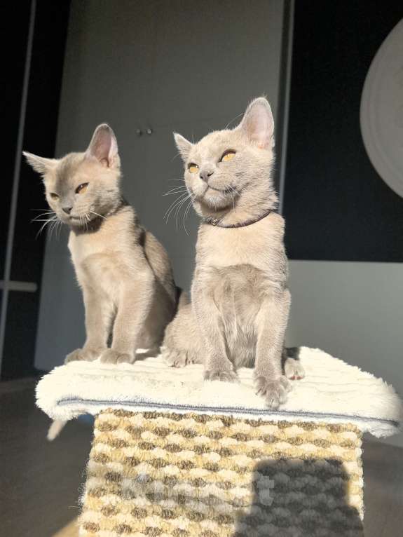 Кошки в Брянске: Котята европейской бурмы Девочка, 38 000 руб. - фото 3